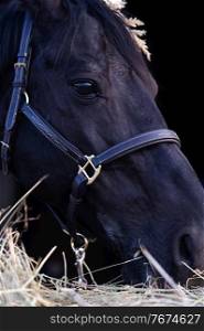 portrait of beautiful black horse posing nearly hay agaist black background. close up