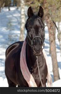 portrait of beautiful black horse. winter. outdoor