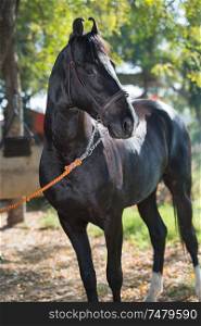 portrait of beautiful black Marwari breed stallion posing in garden. traditional indian bre