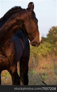 portrait of beautiful black Marwari stallion at sunset. authentic indian breed. Gujarat, India