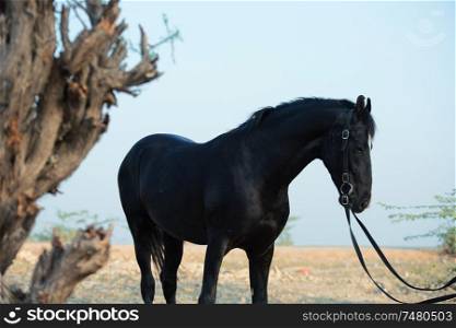 portrait of beautiful black Marwari young stallion poseing nearly old tree. RAjasthan, India