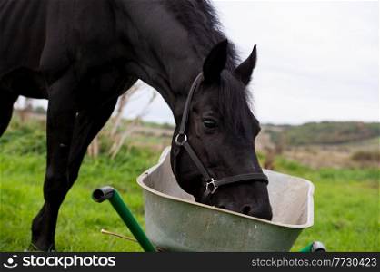 portrait of beautiful black sportive horse eating  from cart.posing in green grass field. autumn season