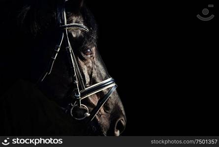 portrait of Beautiful black stallion at black background. close up