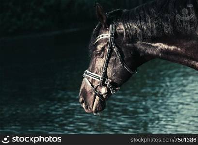 portrait of Beautiful black stallion at lake background. close up