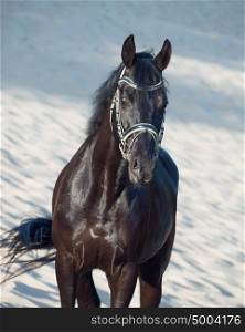 portrait of Beautiful black stallion in motion in the desert