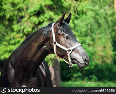  portrait of beautiful black young Trakehner stallion