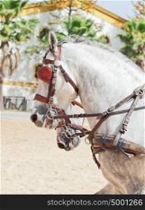 portrait of beautiful breed carriage horses in Andalusia, Spain