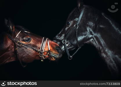 Portrait of  beautiful  breed horses at black background.