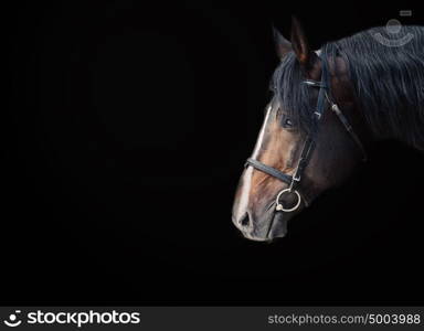 Portrait of beautiful breed sportive stallion at black background