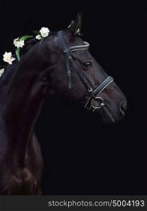 Portrait of beautiful breed sportive stallion with flowers at black background
