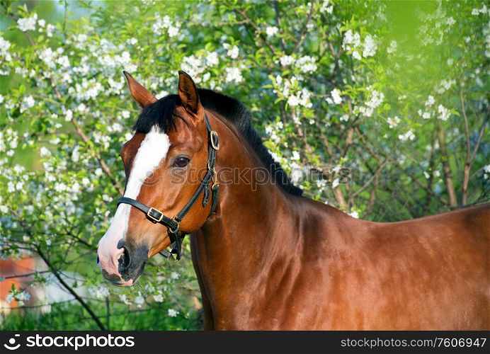 portrait of beautiful brown horse at blossom background