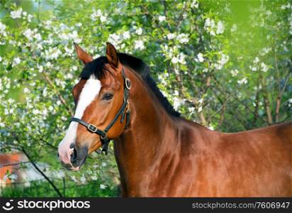 portrait of beautiful brown horse at blossom background