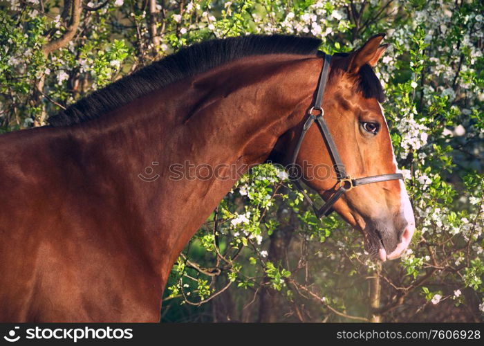 portrait of beautiful brown sportive horse near blossom tree