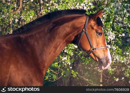 portrait of beautiful brown sportive horse near blossom tree