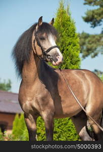 portrait of Beautiful buckskin welsh pony