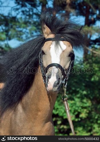 portrait of Beautiful buckskin welsh pony