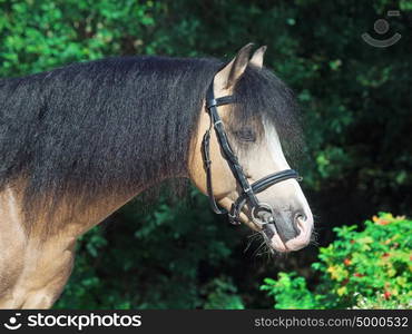 portrait of Beautiful buckskin welsh pony