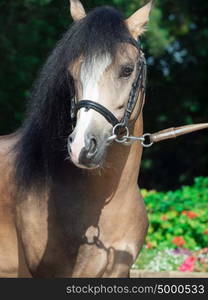 portrait of Beautiful buckskin welsh pony