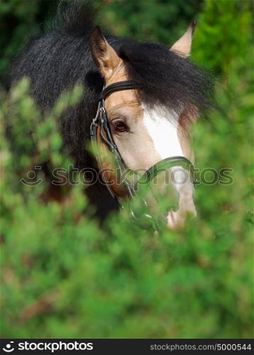 Portrait of beautiful buckskin welsh pony