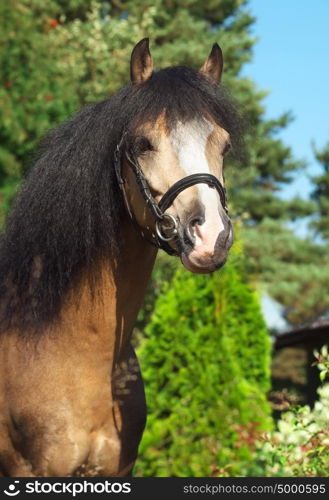 Portrait of beautiful buckskin welsh pony