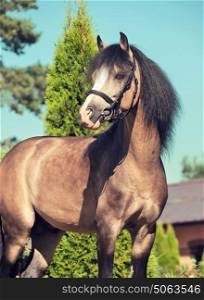 portrait of Beautiful buckskin welsh pony