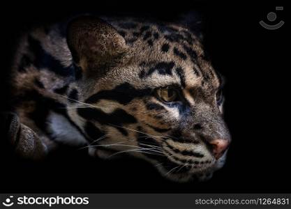 Portrait of beautiful Clouded Leopard isolated on black background. Leopard cat on a darkness (Neofelis Nebulosa).