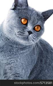 Portrait of beautiful grey british cat isolated on white background