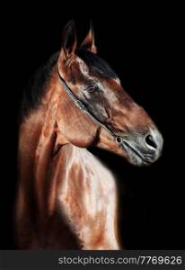 portrait of Beautiful horse at black background