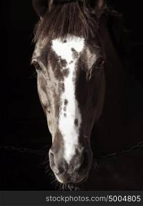 portrait of beautiful horse in dark sunny day