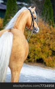portrait of beautiful  palomino sportive welsh pony posing in nice stable garden. autumn season