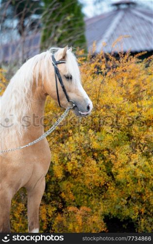  portrait of beautiful  palomino sportive welsh pony posing near open manege. autumn season