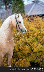  portrait of beautiful  palomino sportive welsh pony posing near open manege. autumn season