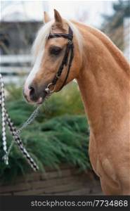  portrait of beautiful  palomino welsh pony stallion posing at nice stable garden 