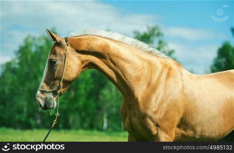 portrait of beautiful purebred akhalteke mare