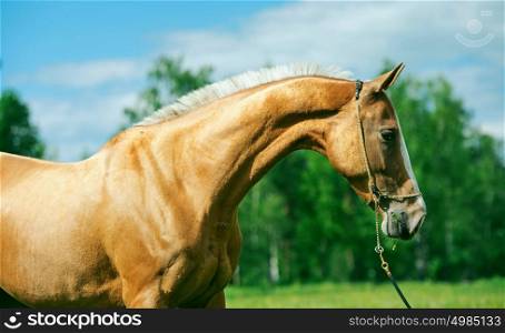 portrait of beautiful purebred akhalteke mare