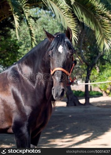 portrait of beautiful purebred Andalusian bay stallion, sunny day. Spain