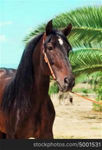 portrait of beautiful purebred Andalusian bay stallion, sunny day. Spain