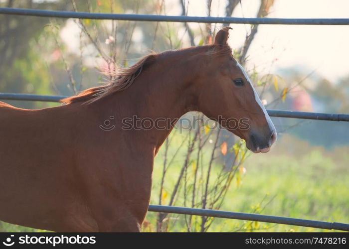 portrait of beautiful running chestnut Marwari mare in paddock. India. close up