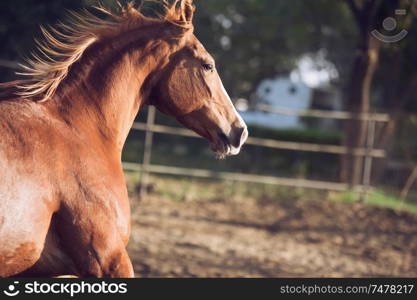 portrait of beautiful running chestnut Marwari mare in paddock. India. close up