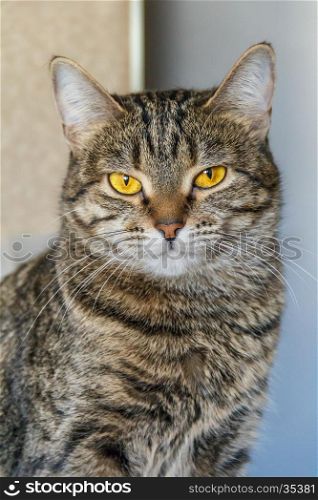 Portrait of beautiful serious cat looking at camera. Adorable serious cat looking at camera
