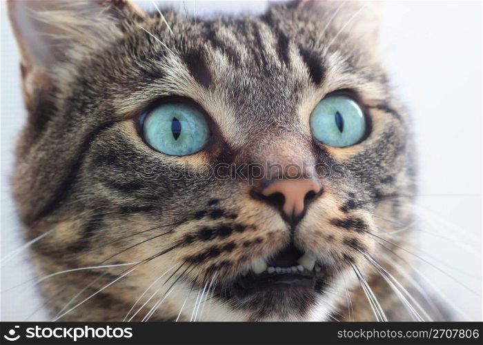 portrait of beautiful siberian shorthair cat closeup
