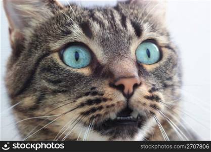 portrait of beautiful siberian shorthair cat closeup