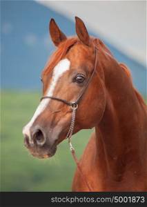 portrait of beautiful sorrel arabian stallion. close up