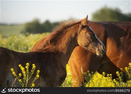 portrait of  beautiful  sorrel foal of sportive breed in meadow at blossom freedom with mom. sunny evening 