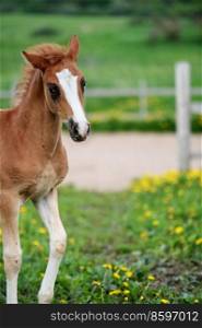 portrait of   beautiful  sorrel foal of sportive breed walking in meadow at freedom. cloudy day. close up