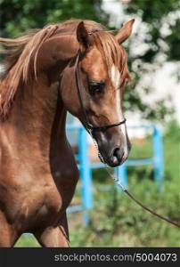 portrait of beautiful sorrel young arabian colt.