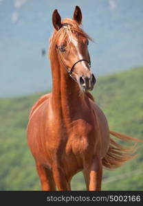 portrait of beautiful sorrel young horse