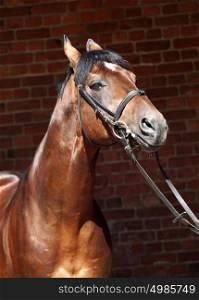 portrait of beautiful sportive horse at background red brick wall