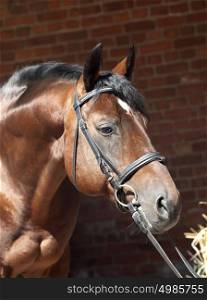 portrait of beautiful sportive horse at stable background