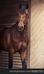 portrait of beautiful sportive horse at stable door background
